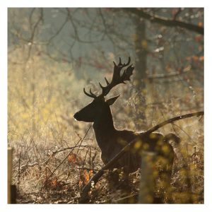 deer, animal safari, guided tour in the Forest of Dean with the Tudor Farmhouse Hotel