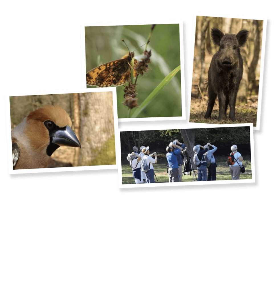 Wildlife Safari | Tudor Farmhouse Hotel