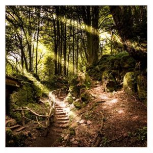 forest, Tudor Farmhouse Hotel. Clearwell, Forest of Dean