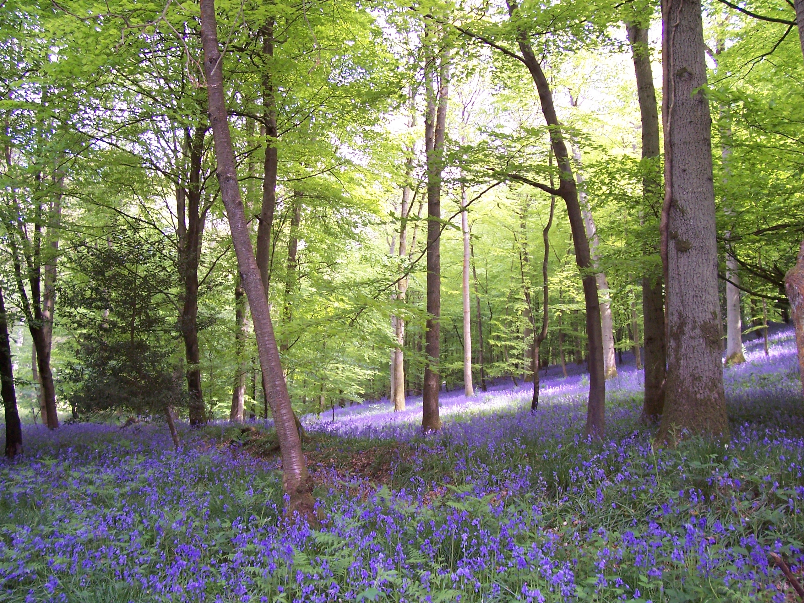 Bluebells Forest of Dean