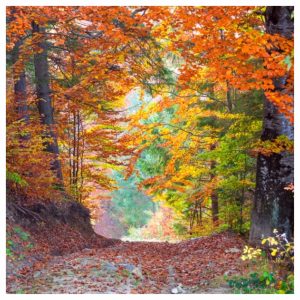 Autumn Colours in Forest of Dean