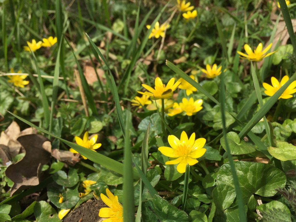 lesser celandine