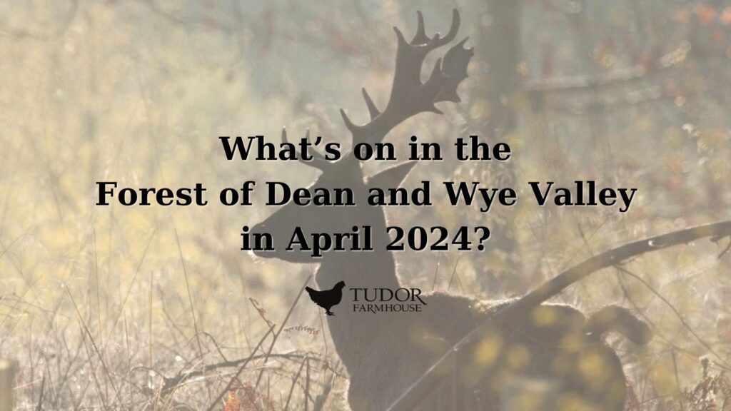 What's On in the Forest of Dean & Wye Valley in April 2024